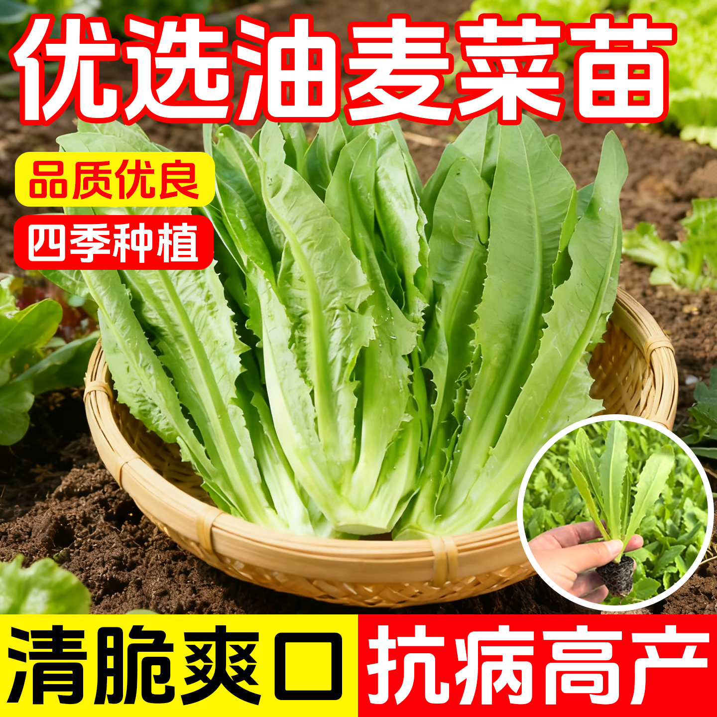 正宗油麦菜苗四季大棵苗清香脆甜