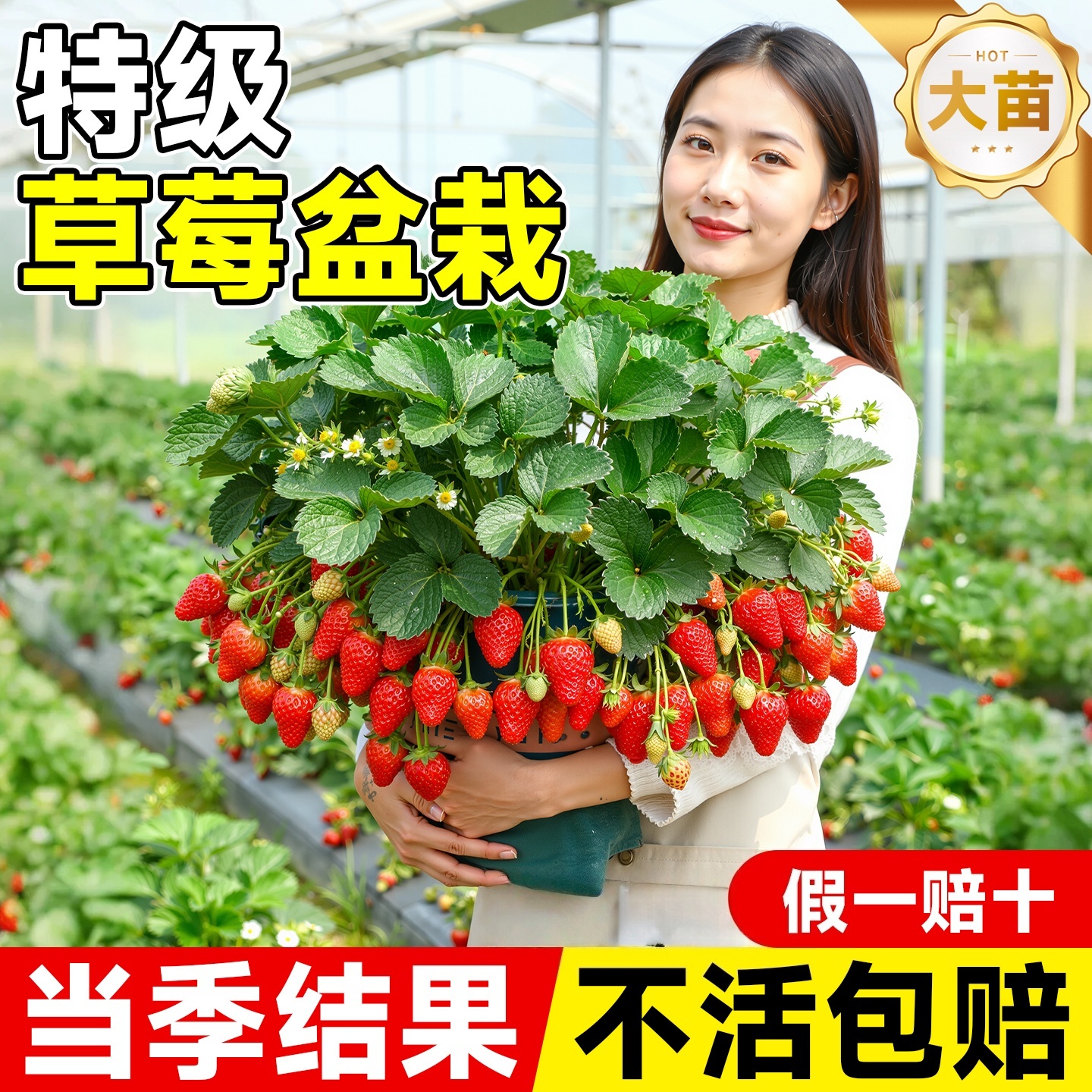 草莓苗秧四季结果盆栽种子穴盘苗