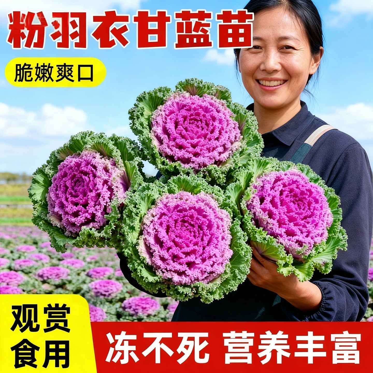 耐寒粉羽衣甘蓝秧苗四季可食用