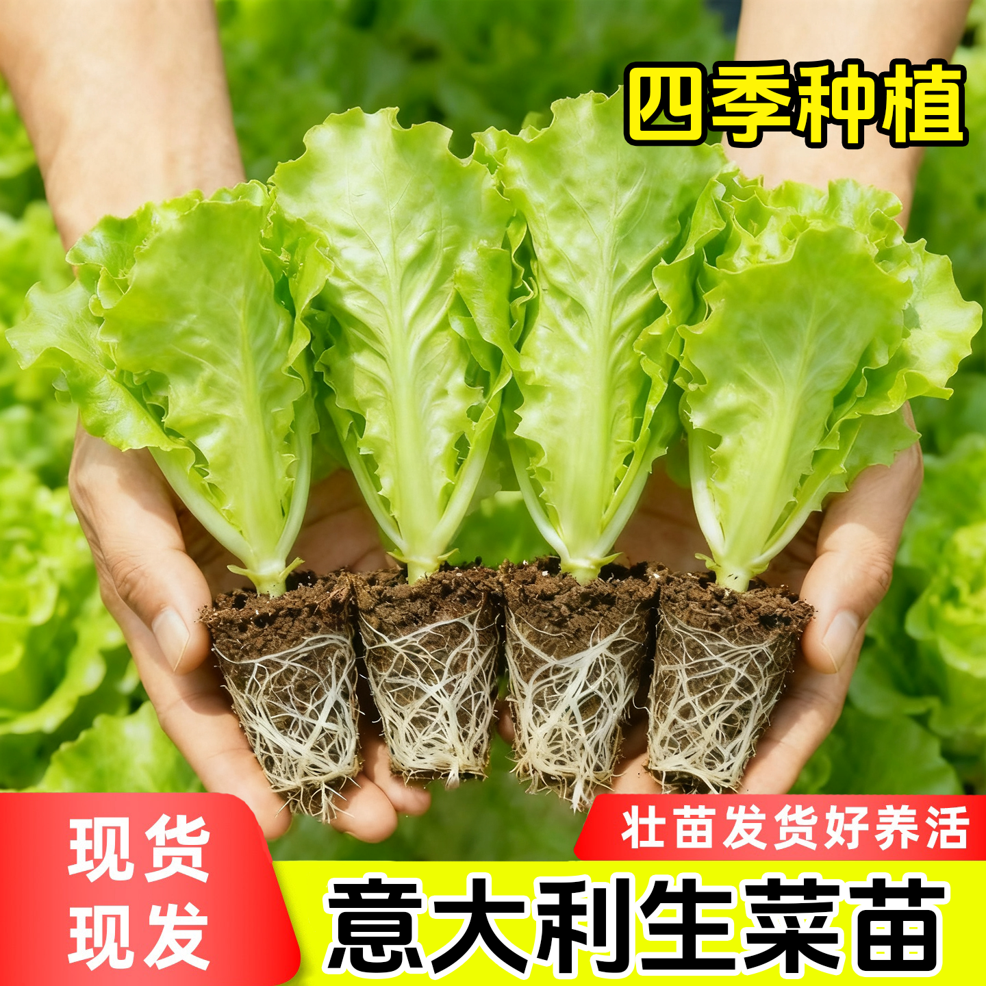 意大利生菜秧苗带土穴盘苗耐寒抗冻奶油生菜苗盆栽阳台露天秋冬种,鲜花速递/花卉仿真/绿植园艺,绿植,淘宝优惠券,粉丝福利购,淘宝优惠卷