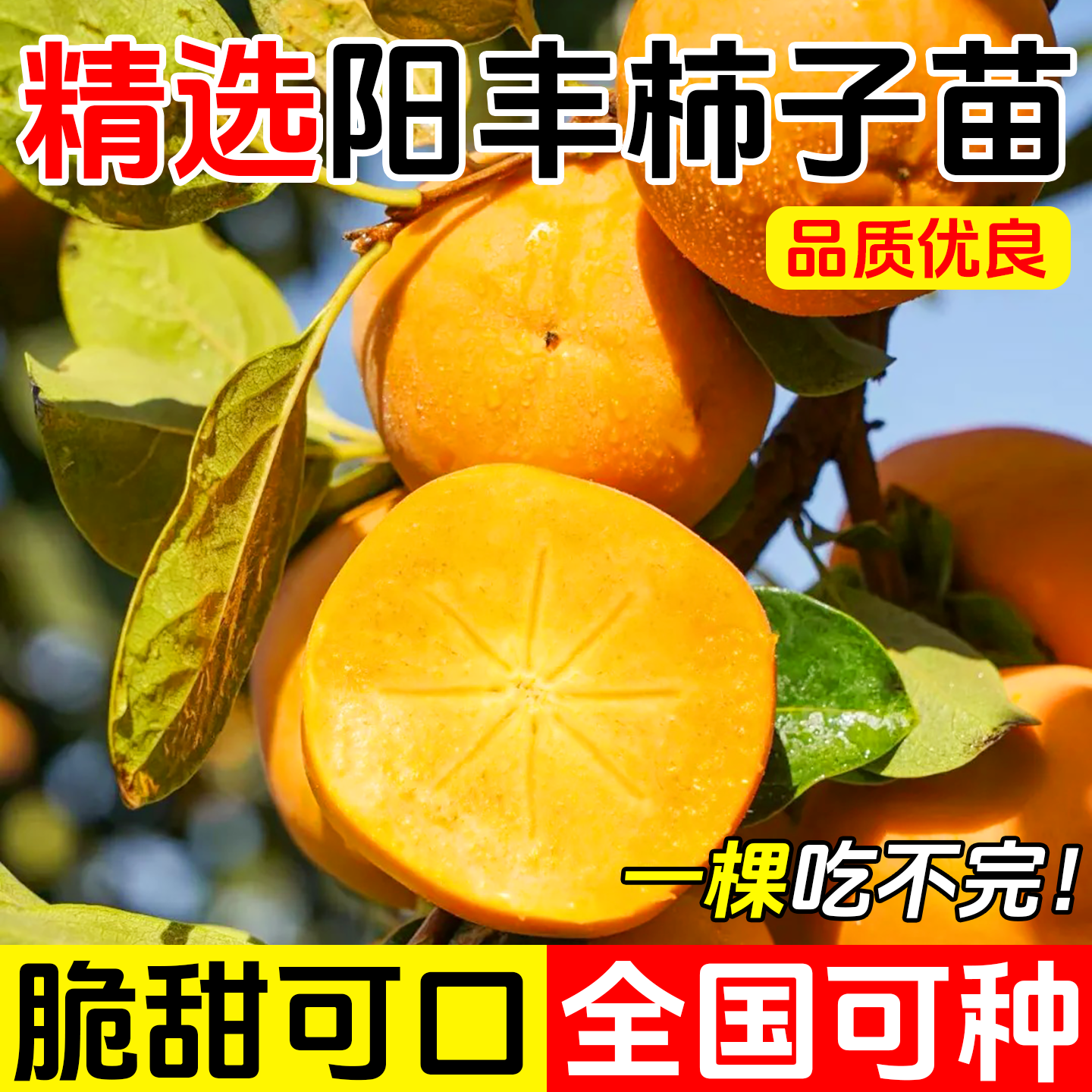 阳丰柿子苗树脆甜柿无核柿种植特大庭院地栽当年结果柿子树果苗
