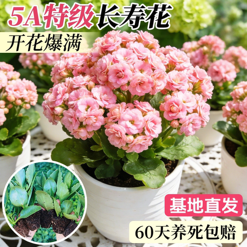 【长寿花苗】新品长寿花花卉重瓣