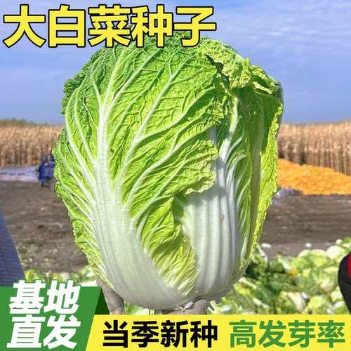 黄心大白菜种子种籽春秋高端秋后