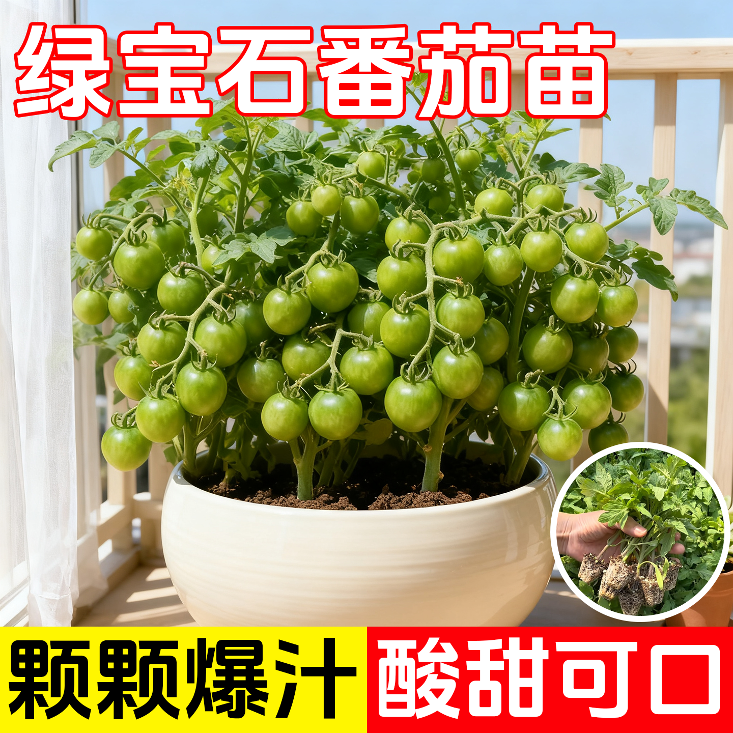 绿宝石小番茄苗秧苗青口蜜千禧圣女果苗四季阳台盆栽水果苗南方种,鲜花速递/花卉仿真/绿植园艺,种苗/半成品盆栽,淘宝优惠券,粉丝福利购,淘宝优惠卷