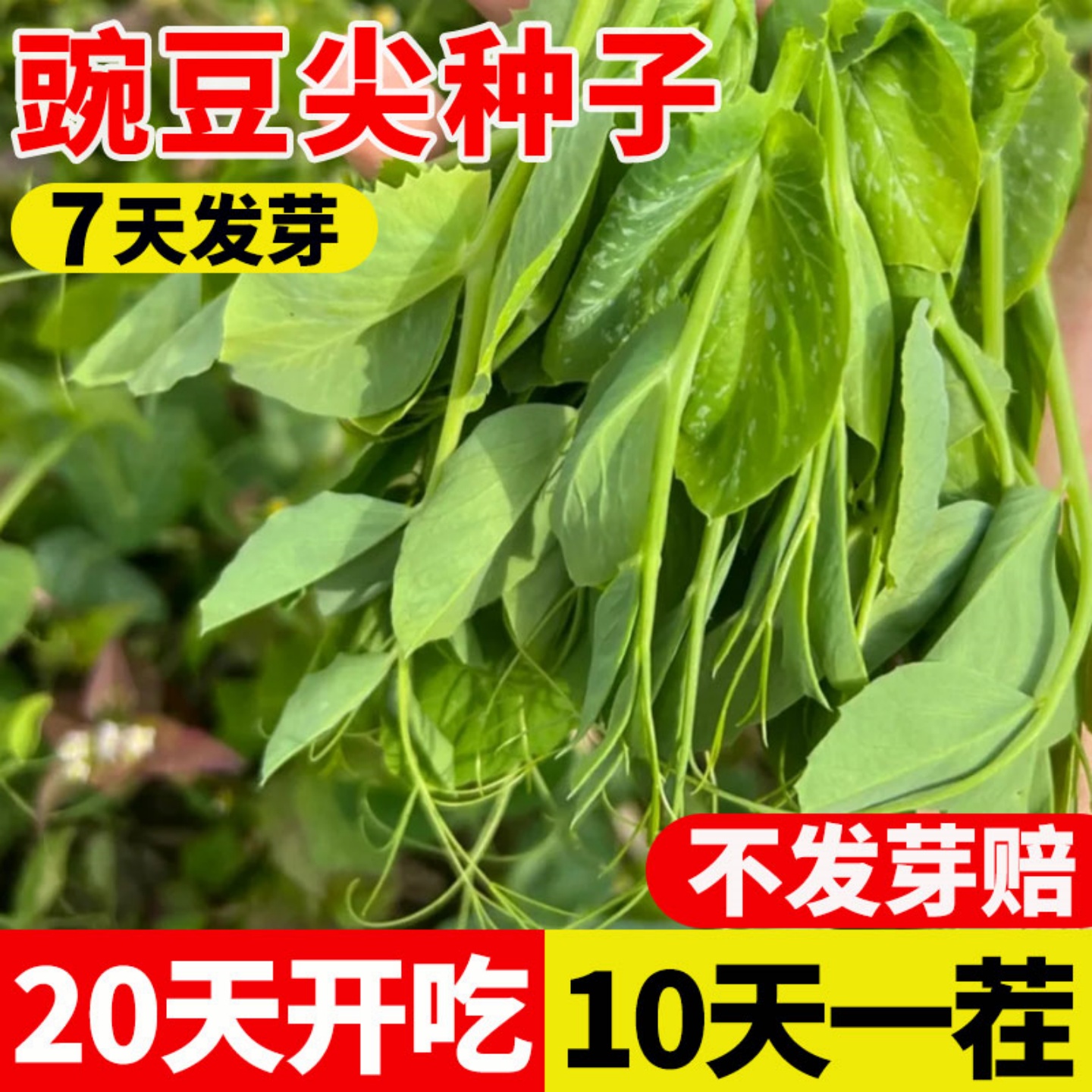 四川豌豆尖新鲜蔬菜现货豌豆种子