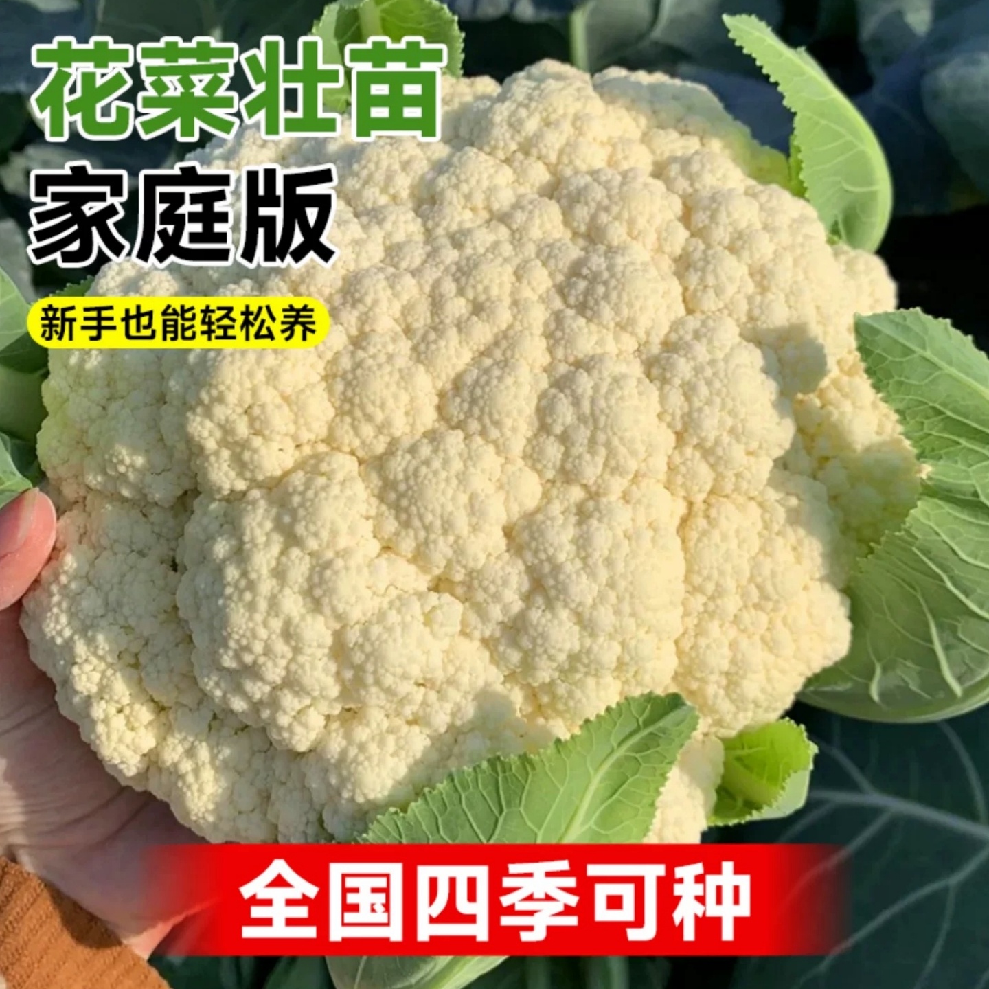 花菜苗白花菜秧苗甘蓝包菜秧苗