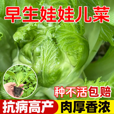 儿菜苗秧高产早熟苗子田园阳台