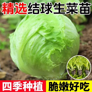 结球生菜苗秧带土球脆嫩好吃绿色生菜种子四季 盆栽耐寒耐热庭院