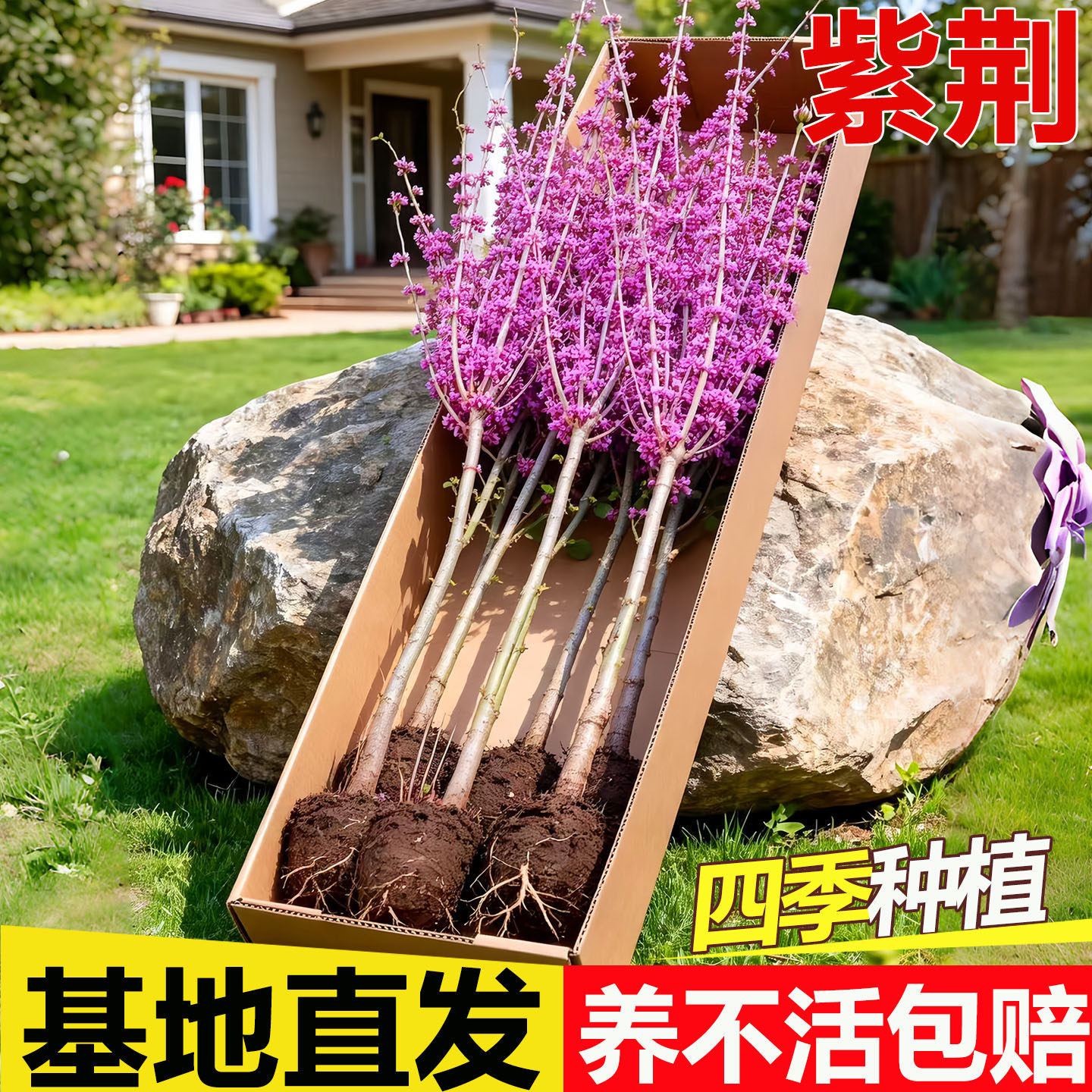 紫荆花树苗庭院室外种植物四季常青丛生老桩绿化园林风景树紫金花