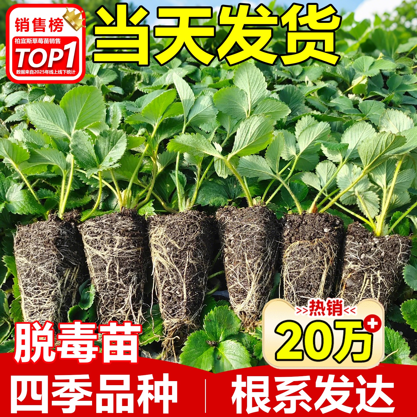 奶油草莓种子四季盆栽超甜草莓苗