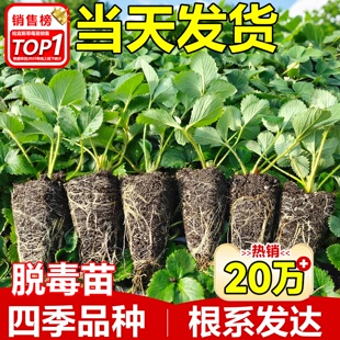 奶油草莓种子四季盆栽超甜奶油大果白草莓籽养不死蔬菜水果种孑苗
