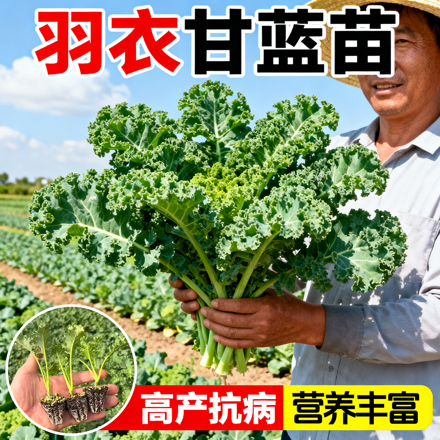四季可食用绿羽衣甘蓝苗绿紫羽衣粉雨衣甘蓝秧苗种耐寒秋冬蔬菜苗,鲜花速递/花卉仿真/绿植园艺,种苗/半成品盆栽,淘宝优惠券,粉丝福利购,淘宝优惠卷