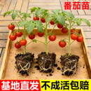 矮生红番茄苗秧盆栽秋冬季 西红柿圣女果种苗菜苗蔬菜种子带果水果