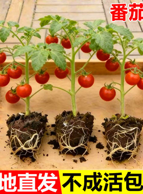 矮生红番茄苗秧盆栽秋冬季西红柿圣女果种苗菜苗蔬菜种子带果水果