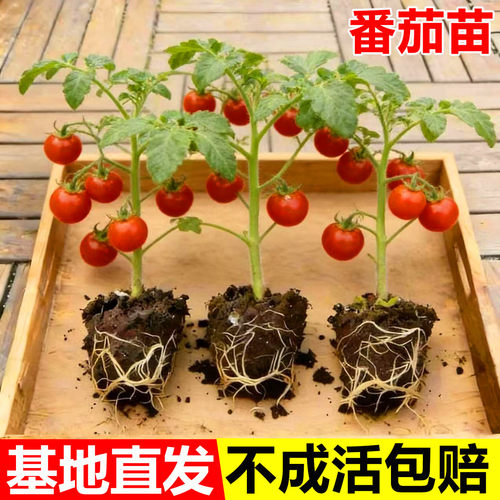 矮生红番茄苗秧盆栽秋冬季西红柿