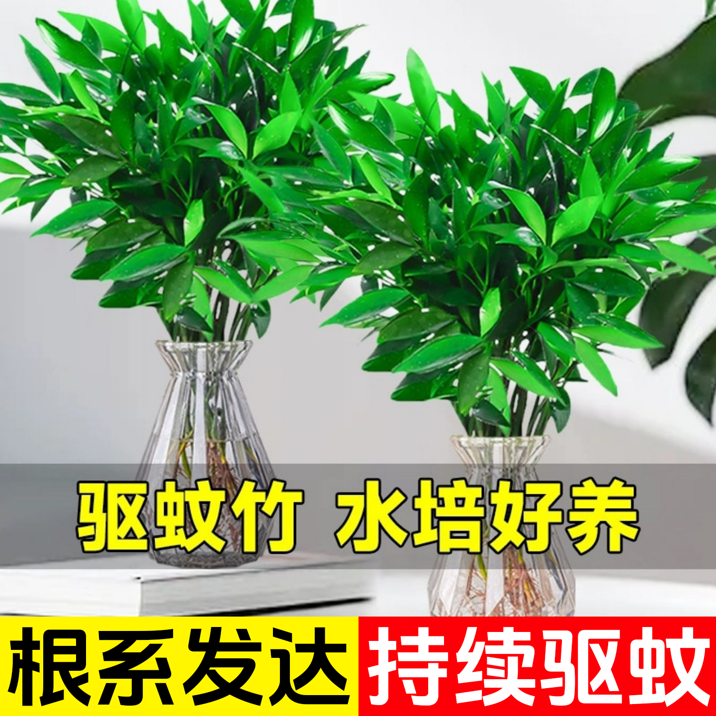 特大棵竹柏更驱蚊水培水养植物客厅办公室内四季常青绿植物驱虫竹