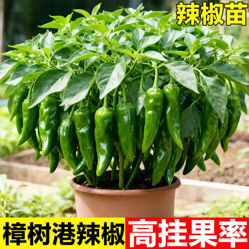 樟树港老辣椒苗牛角辣椒螺丝椒苗