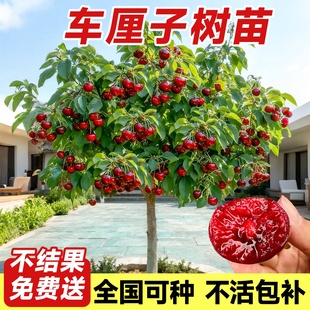 矮化樱桃树苖车厘子樱桃苗大樱桃当年盆栽地栽南方北方结果种植苗