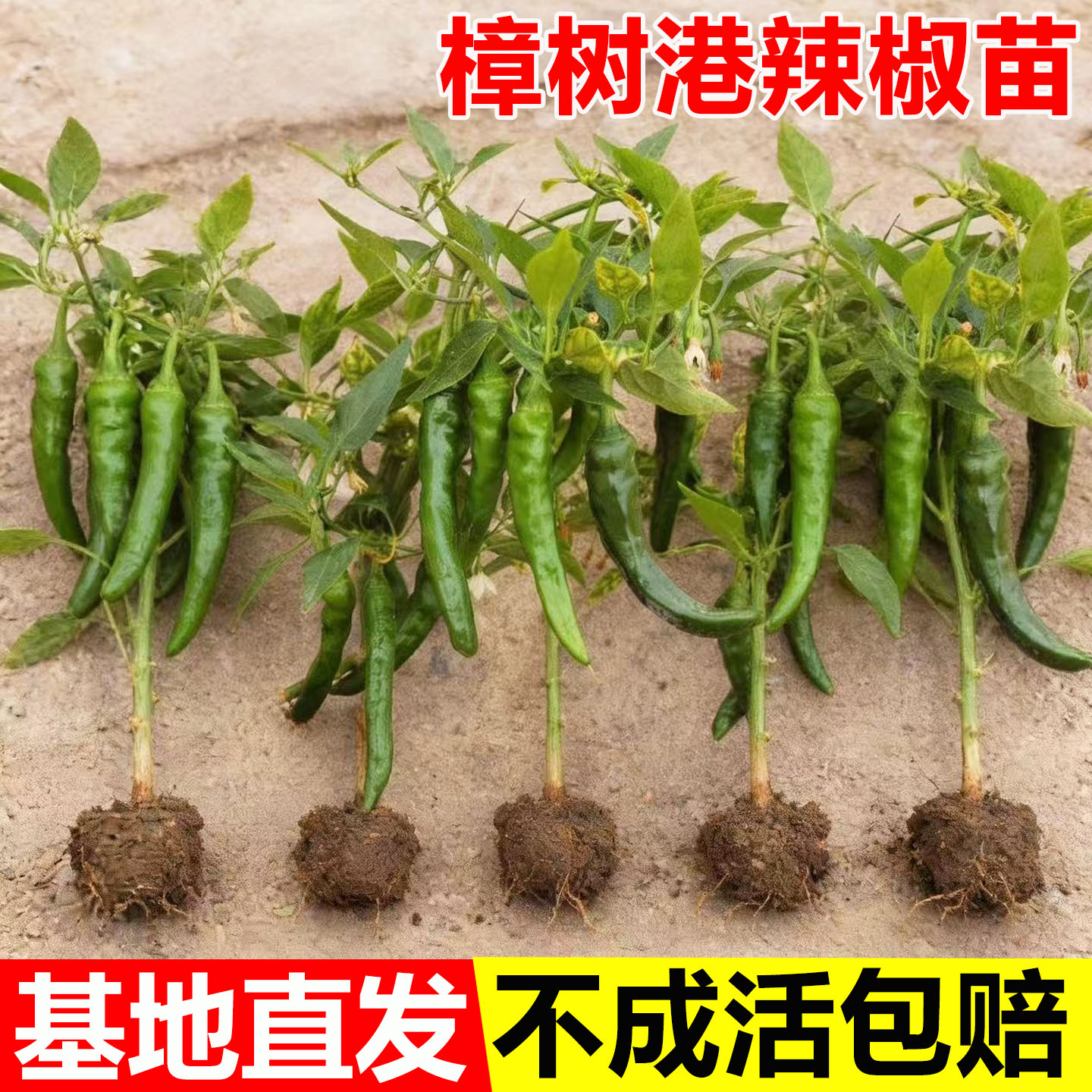 湖南正宗樟树港原种辣椒苗种子
