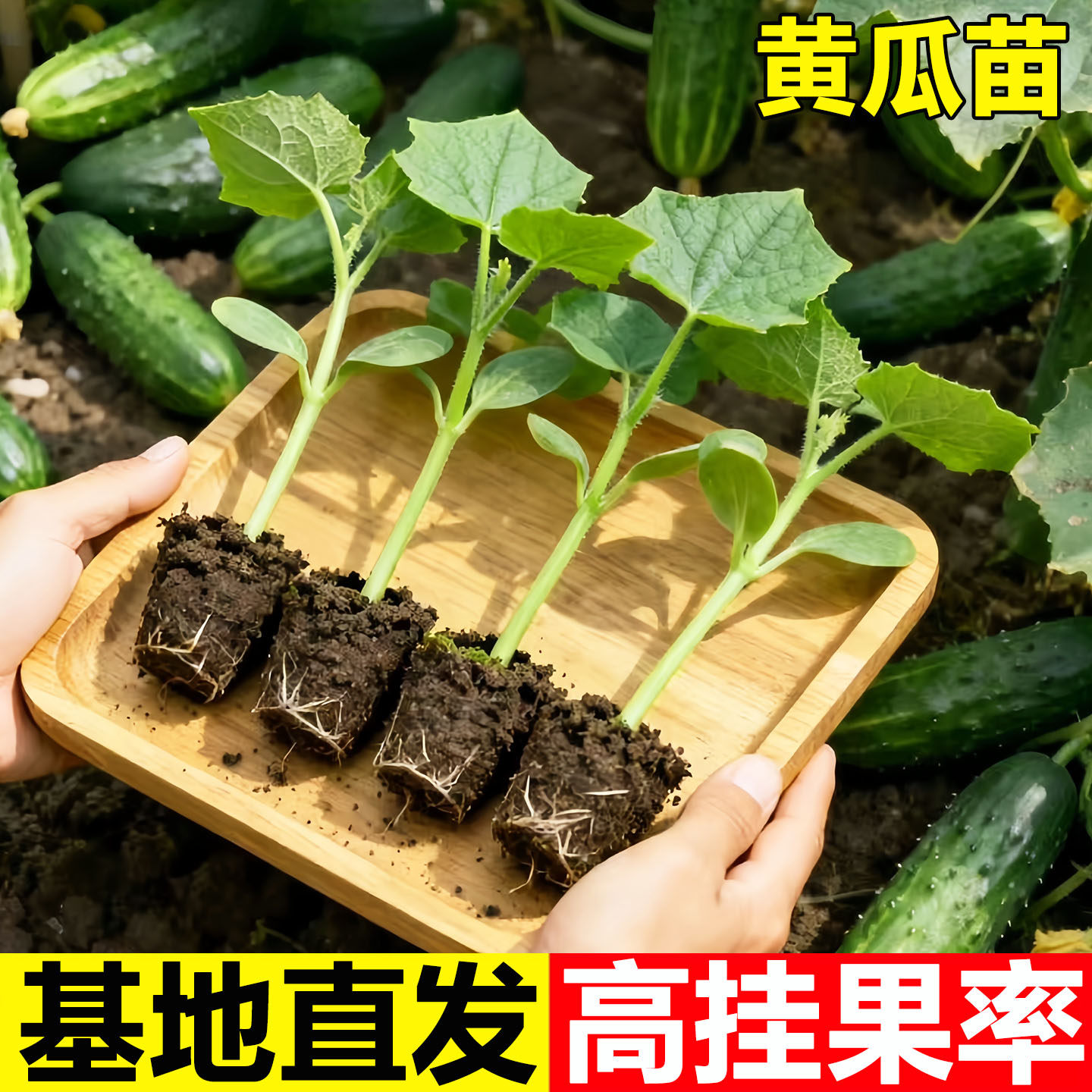 满地爬黄瓜种苗水果白玉女黄瓜种籽子大全盆栽蔬菜苗旱黄瓜籽种孑