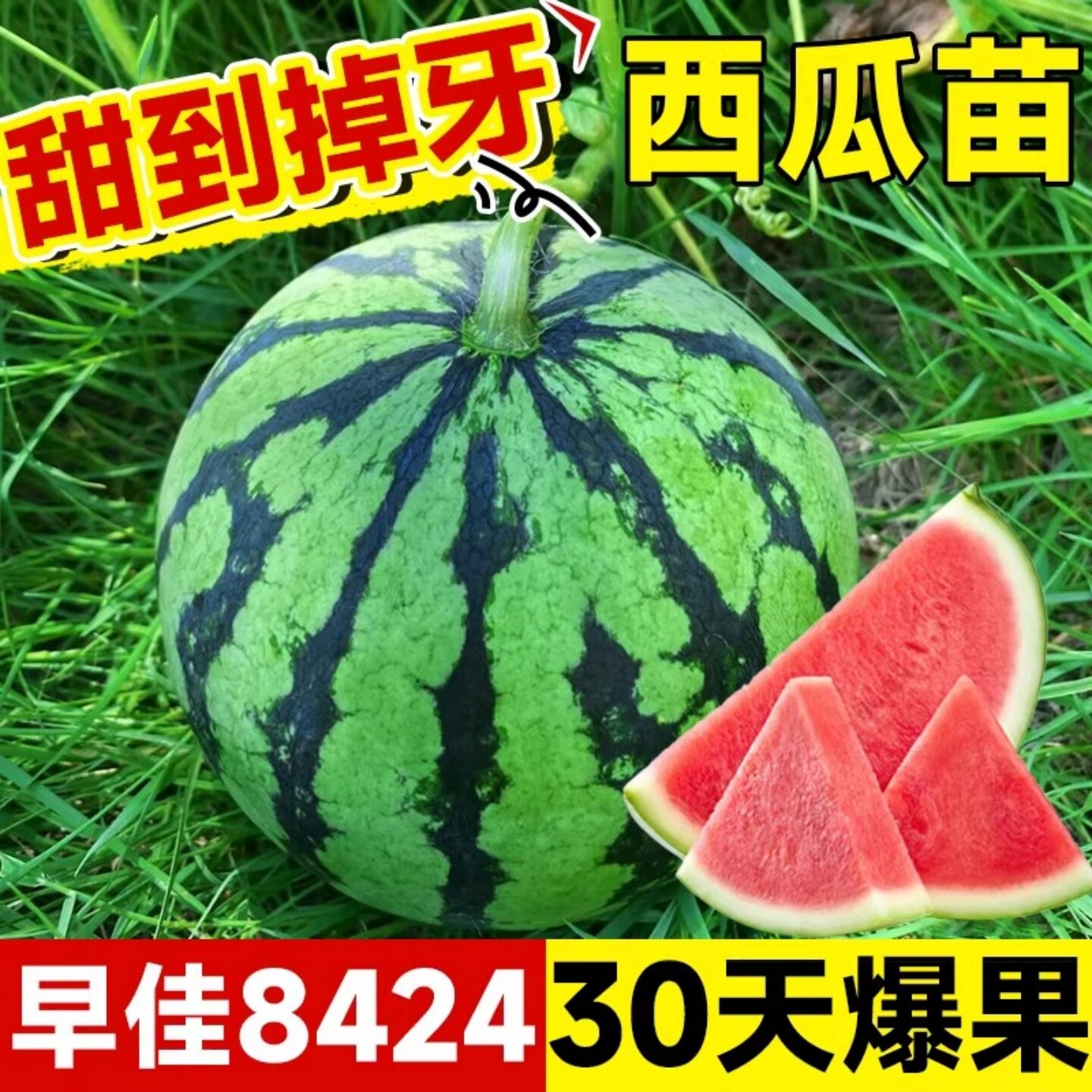 麒麟西瓜苗子高产特大薄皮超甜无籽西瓜麒麟瓜种子水果种子