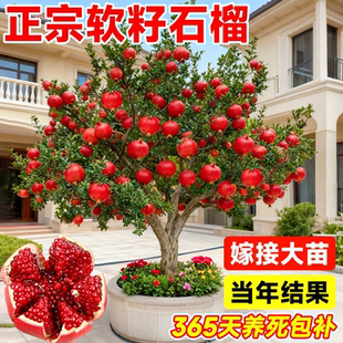 石榴树树苗突尼斯软籽无籽蒙阳红石榴盆栽庭院水果树特大带土果苗