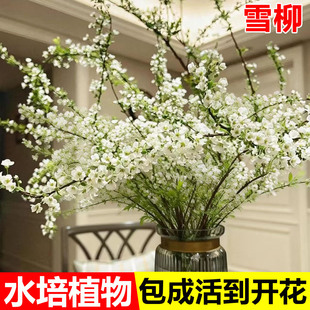 雪柳干枝鲜枝水养插花水培植物鲜花卉室内盆栽带花苞绿植龙柳好活