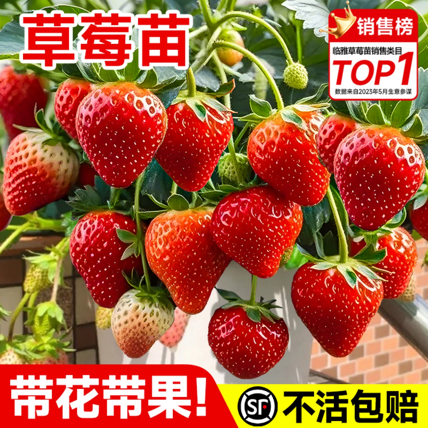 四季草莓苗奶油红颜草莓秧种植