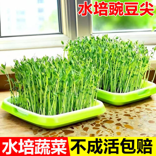 四川豌豆尖新鲜蔬菜现货豌豆种子