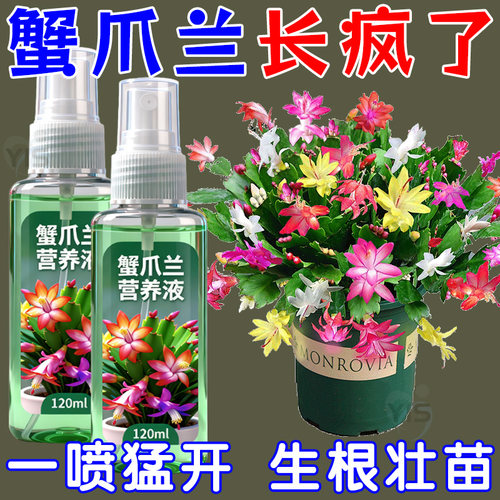 蟹爪兰营养液急救干瘪发软不开花