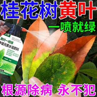 桂花树叶子发黄干尖焦叶枯叶病专用药盆栽肥料专用肥营养液促爆花