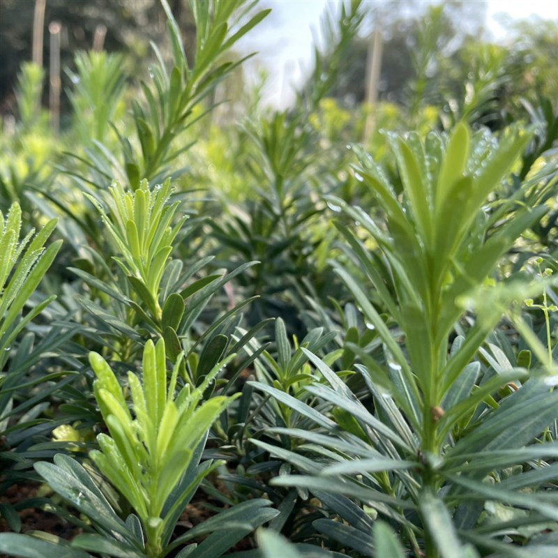 正宗小叶雀舌罗汉松苗场耐寒耐热花园庭院绿植盆栽四季长青常绿花