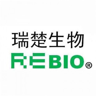 基因突变 化质粒定制服务 质粒构建上海瑞楚36526532275 个性 A005