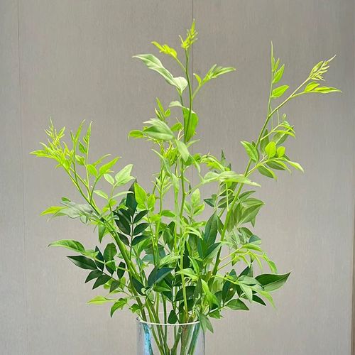 夏季新宠九星叶鲜花鲜切枝百搭花材清凉一抹绿配叶有格调花瓶插花