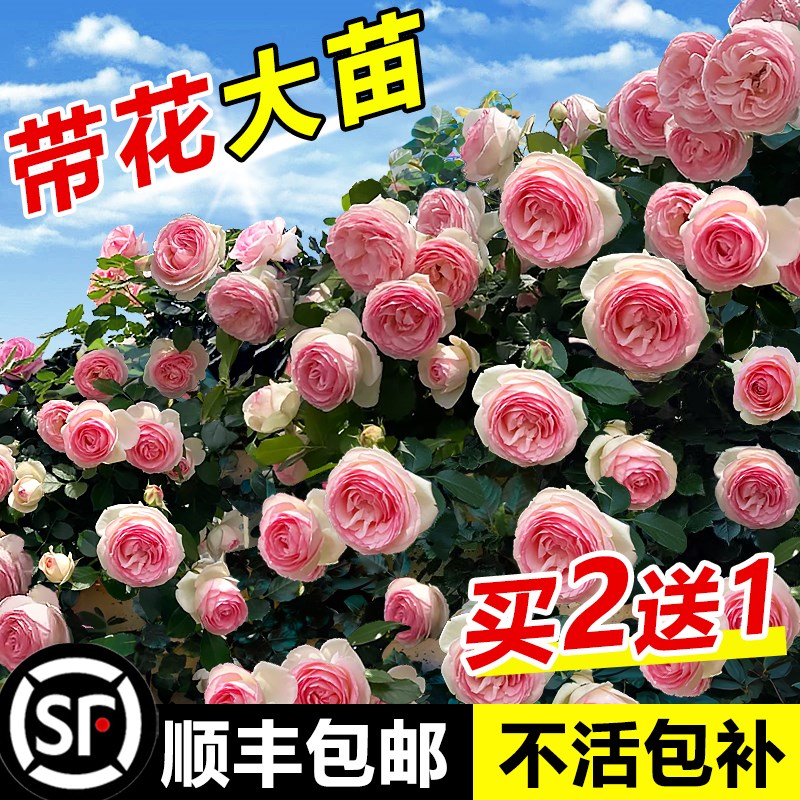 1米8母系大苗蔷薇花苗特大花藤本月季爬藤植物四季开花卉盆栽玫瑰