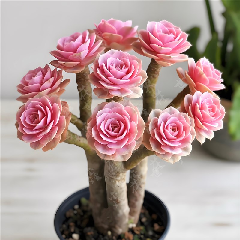 多肉植物稀有初恋粉法师老桩室内阳台美观盆栽绿植花好养活