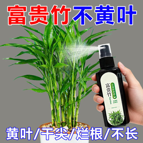 富贵竹专用营养液绿植防黄叶