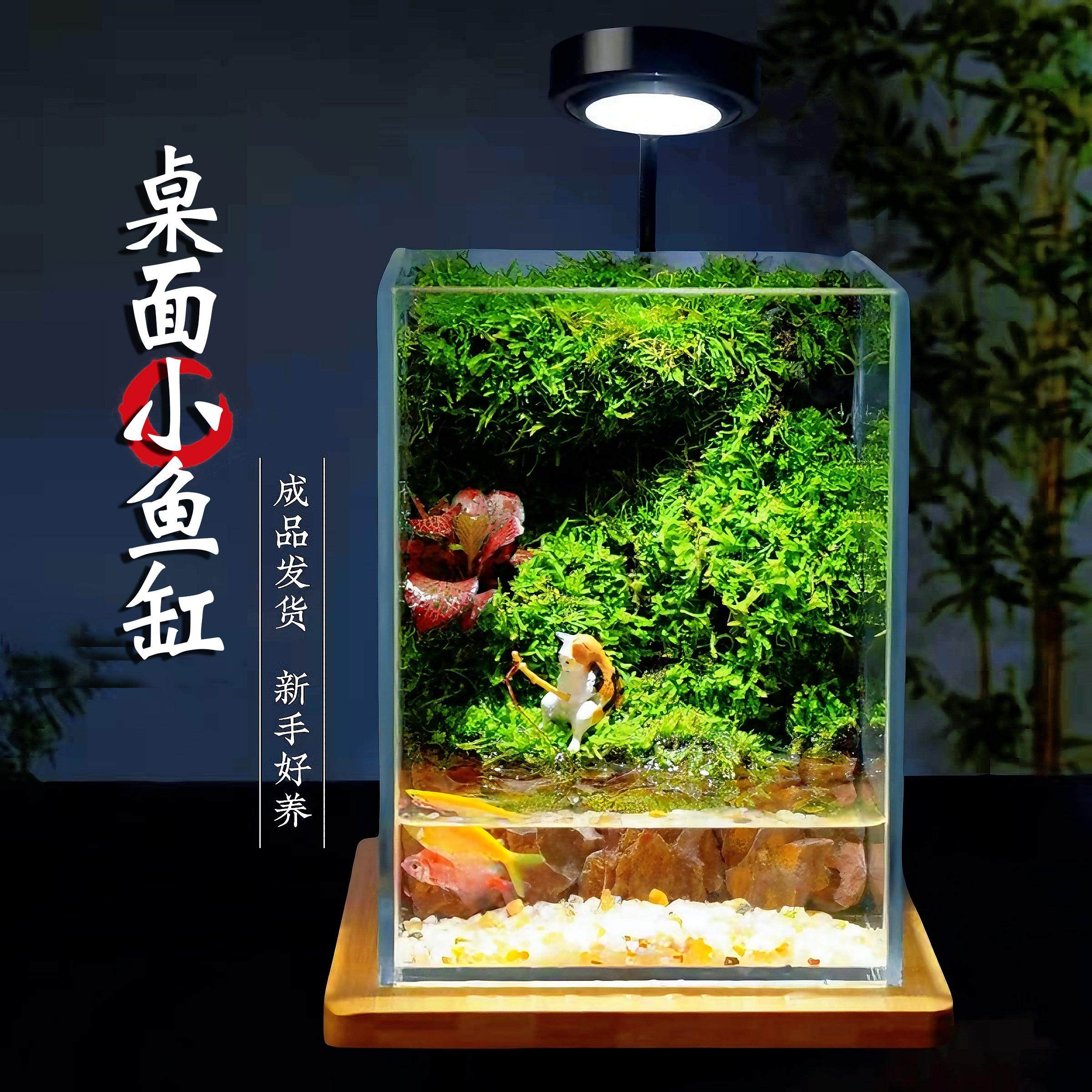 桌面养鱼小生态鱼缸苔藓微景观生态缸森林全套雨林造景植物玻璃瓶