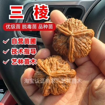 大三棱文玩核桃树苗正奔灯