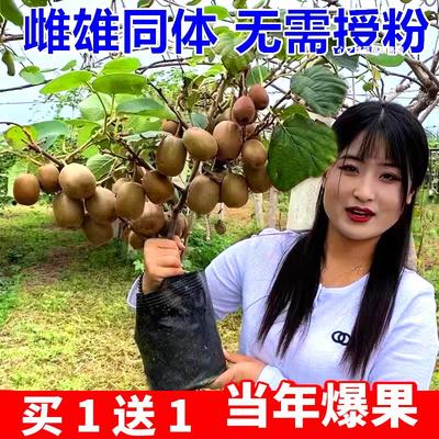 猕猴桃树果苗公母同株嫁接