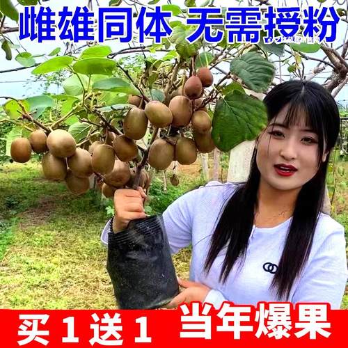 猕猴桃树果苗公母同株嫁接