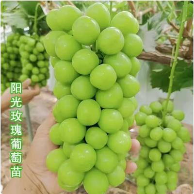 阳光玫瑰无核葡萄树苗日本