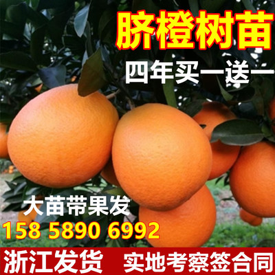 赣南脐橙苗庭院地栽四季特