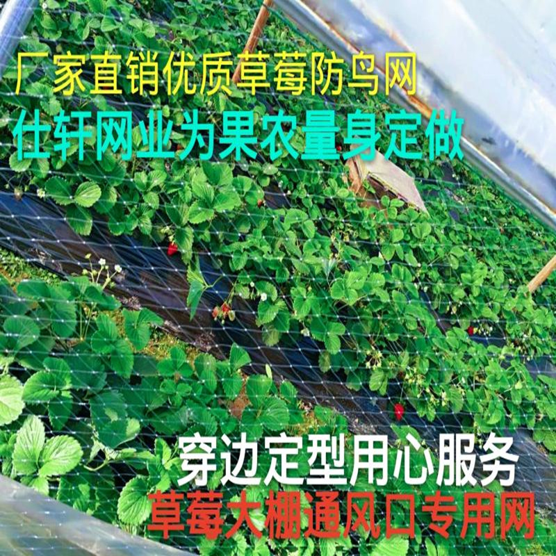 新款草莓大棚防鸟网葡萄天沟网西瓜棚口拦鸟樱桃棚农用Z果园防护
