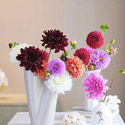 大丽花鲜切花鲜花宝熠花卉云南基地直发室内水养插花白色鲜花速递
