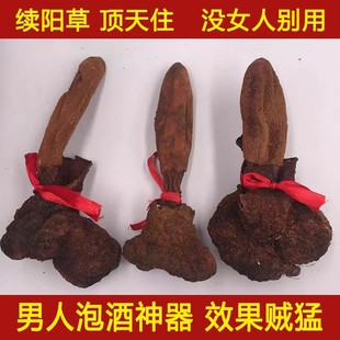 【泡酒佳品】续阳草顶天柱回春草肉苁蓉锁阳淫羊藿中药材男泡酒料