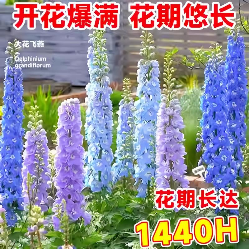 大花飞燕草种子多年生植物宿根花籽庭院耐寒花卉花种籽孑易活易种