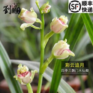 刘阁兰花苗 建兰飘门水仙彩云追月 夏带花苞出售名贵花卉阳台盆栽