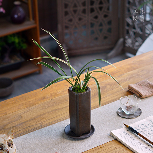 天草雪山春兰桌面兰花盆栽紫砂盆室内好养绿植办公室茶桌花卉植物