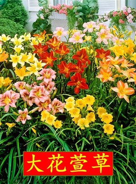 大花萱草忘忧草耐寒植物金娃娃萱草花苗地被花卉植物盆栽苗包邮